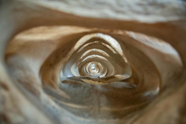 wervelkolom potvis Valentijn