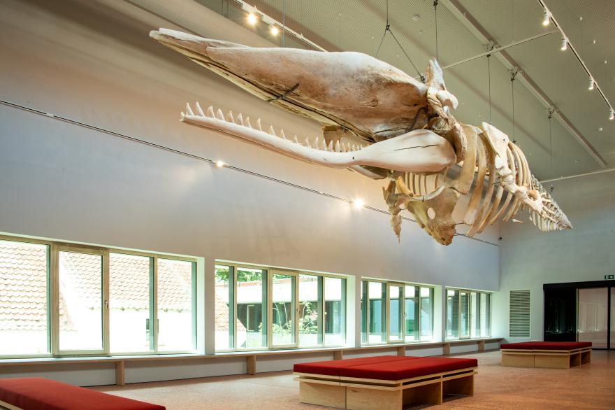 Skelet van potvis Valentijn